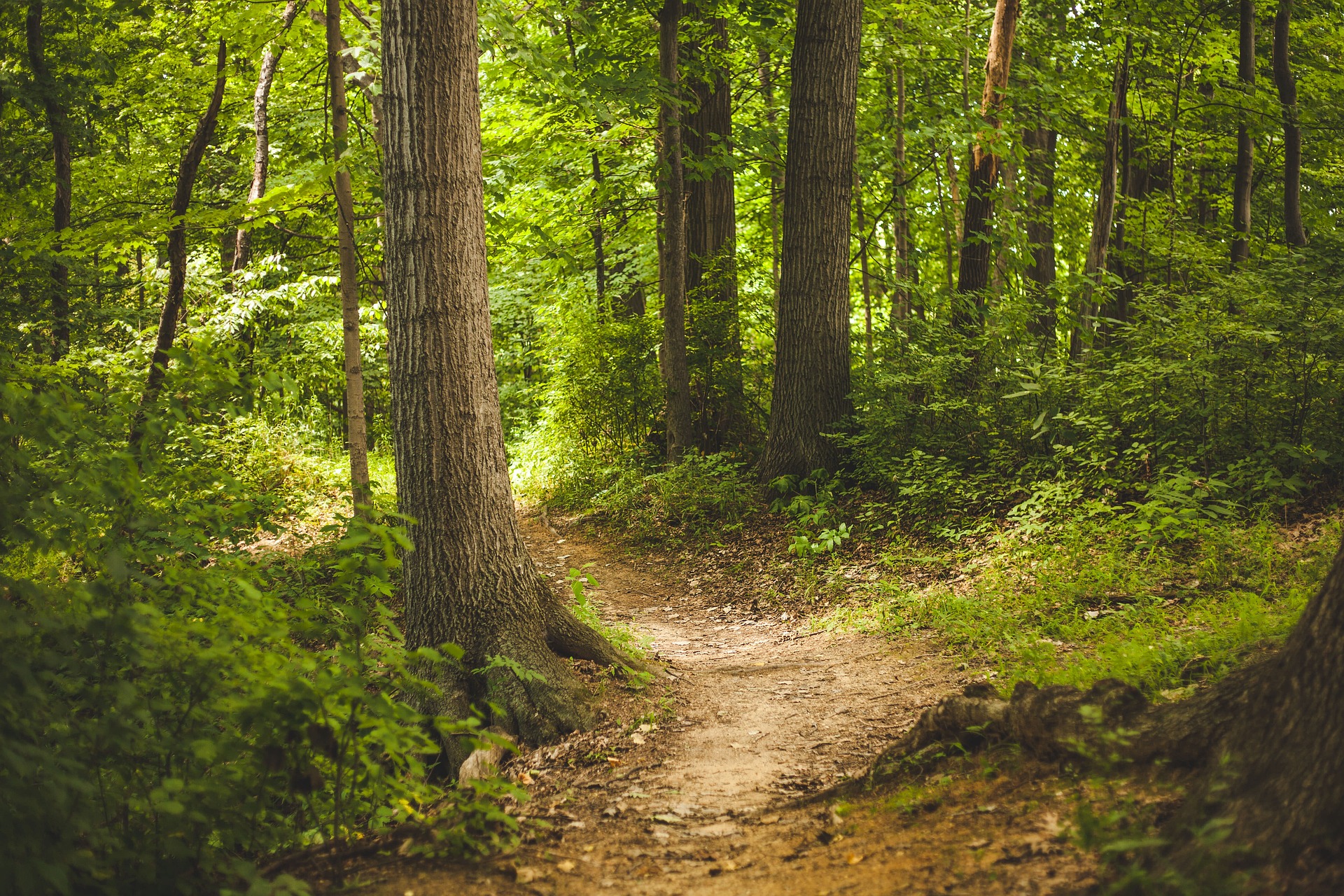 forest-1868028_1920 forest-1868028_1920